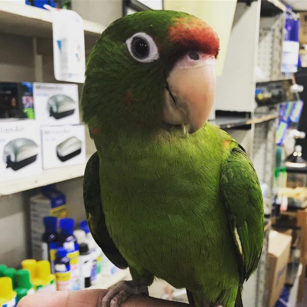 Bobby Puerto Rican Amazon Parrot