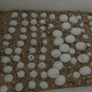 Toco Toucan Eggs