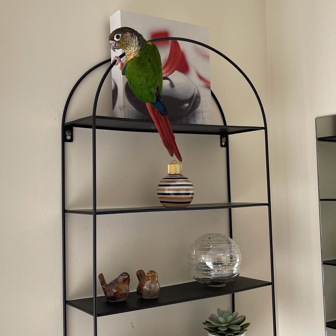 Baby Sun Conure Parrots - Image 2