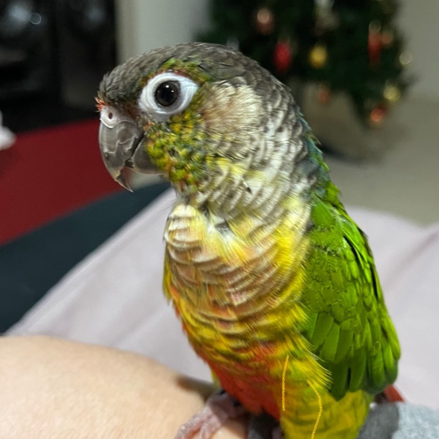 Baby Sun Conure Parrots - Image 3