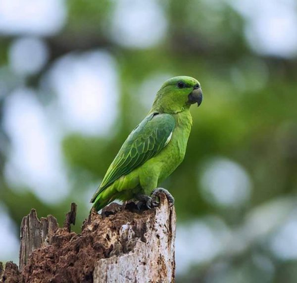 Short Tailed Amazon Parrot