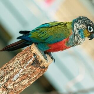 Baby Crimson Bellied Conure Parrots