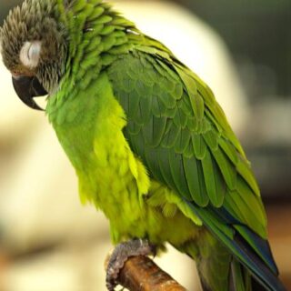 Baby Dusky Headed Conure Parrots