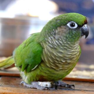 Baby Maroon Bellied Conure Parrots