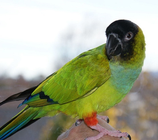Baby Nanday Conure Parrots