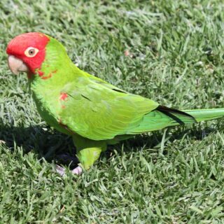 Baby Red Masked Conure Parrots