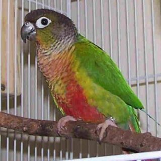 Green Cheeked Conure Parrots