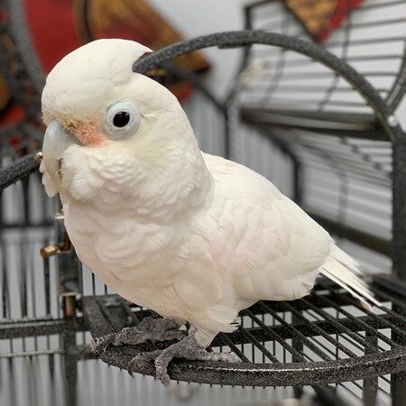 Cute Goffin Cockatoos