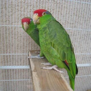 Mexican Red Headed Amazons Parrot