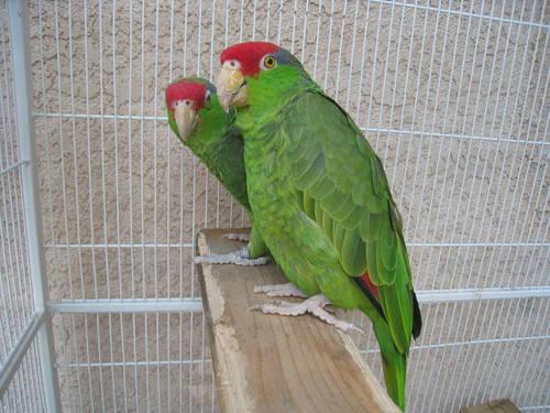 Mexican Red Headed Amazons Parrot