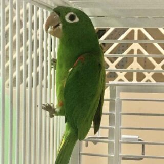 White Eye Conures Parrots