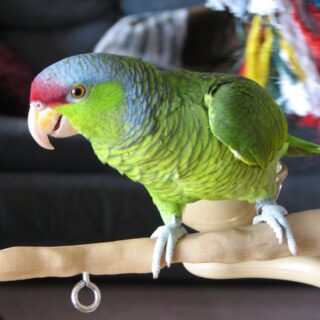 Lilac Crowned Amazons Parrots