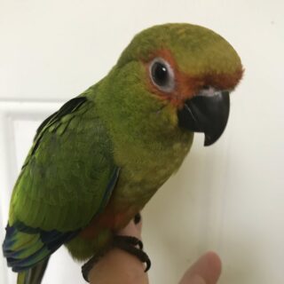Gold Capped Conures Parrots