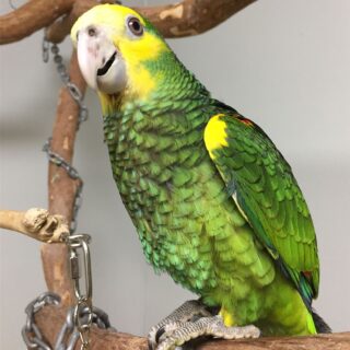 Yellow Shoulder Amazons Parrots