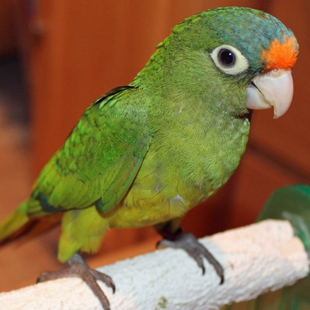 Half Moon Conures Parrots