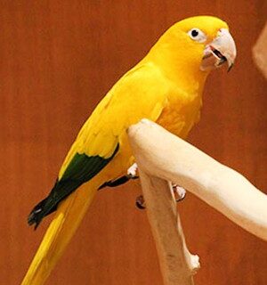 Buy Golden Conures Parrots