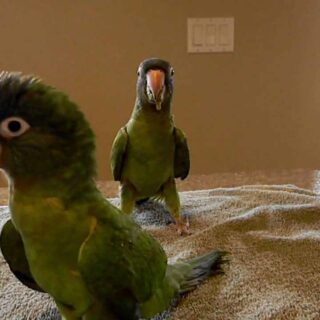 Blue Crowned Conures Parrots