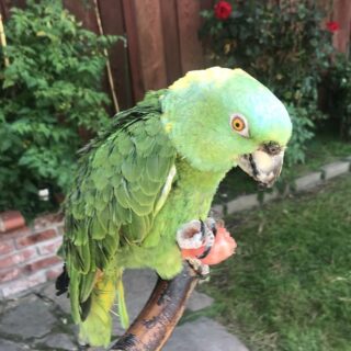 Yellow Naped Amazon Parrots