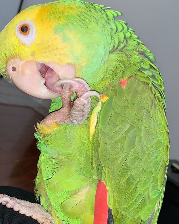 Yellow Headed Amazon Parrots - Image 3