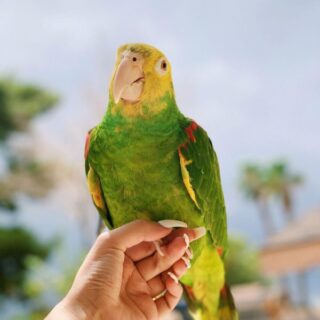 Yellow Headed Amazon Parrots
