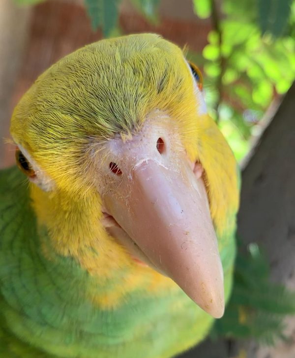 Yellow Headed Amazon Parrots - Image 2