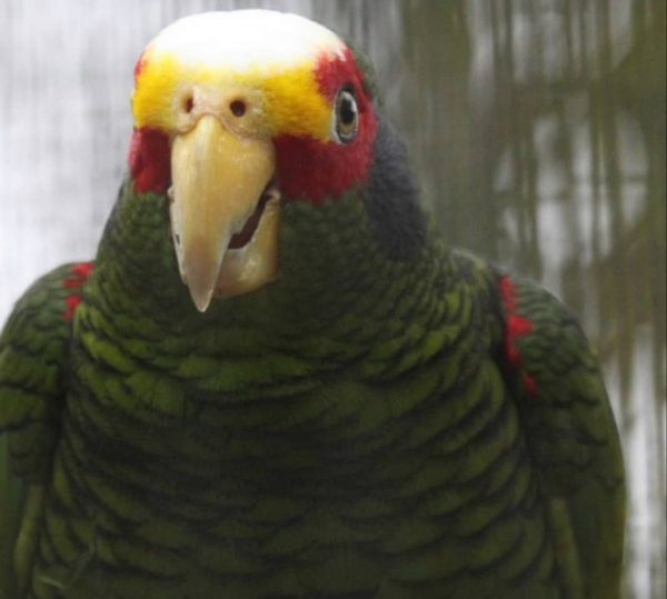 Jack Yuparrotan Amazon Parrots - Image 2