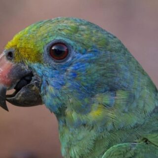 Blue Cheeked Amazon