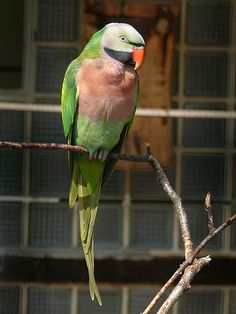 Red Breasted Parakeets Parrots