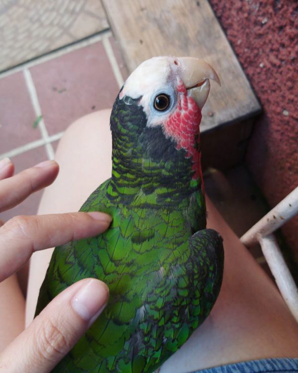 Rita Cuban Amazon Parrot - Image 3