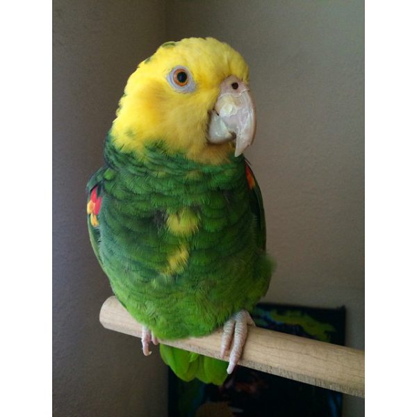 Rocket Tres Marias Amazon - Image 2