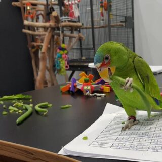 Ross White Front Amazon