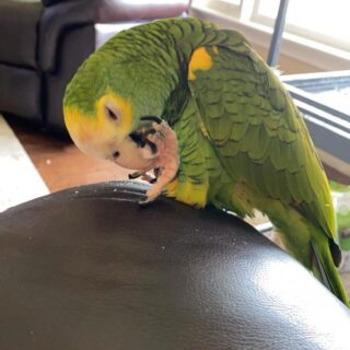 Ruby Yellow Shoulder Amazon