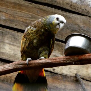 Tessa Saint Vincent Amazon