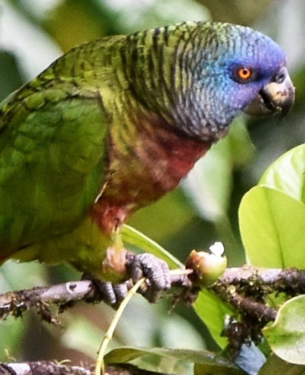 Saint Lucia Amazon Parrot - Image 2