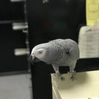 EINSTEIN-AFRICAN GREY PARROTS