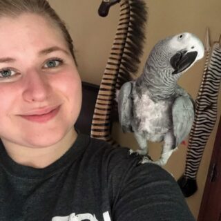 NOODLE-AFRICAN GREY PARROTS