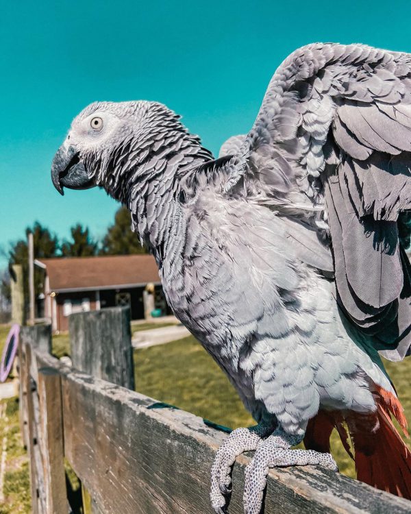 TITOS-AFRICAN GREY PARROTS - Image 3