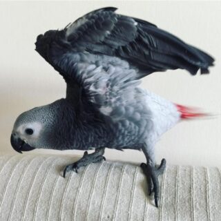 ROYCE- AFRICAN GREY PARROTS