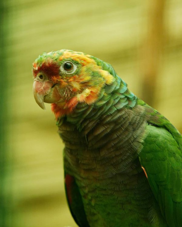 Vinaceous Breasted Amazon Parrot - Image 2