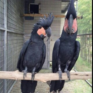 Pair Black Palm Cockatoo Parrots