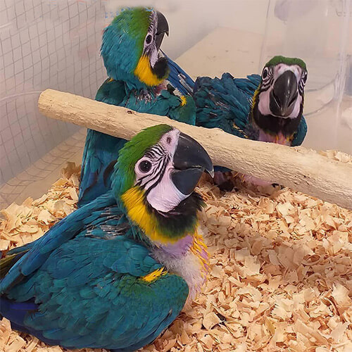 Blue and Gold Macaw Parrots