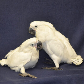 Baby Umbrella Cockatoo For Sale