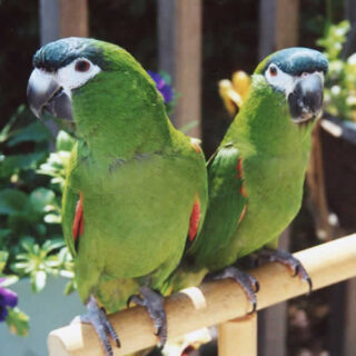 Pair Hahns Macaw Parrots