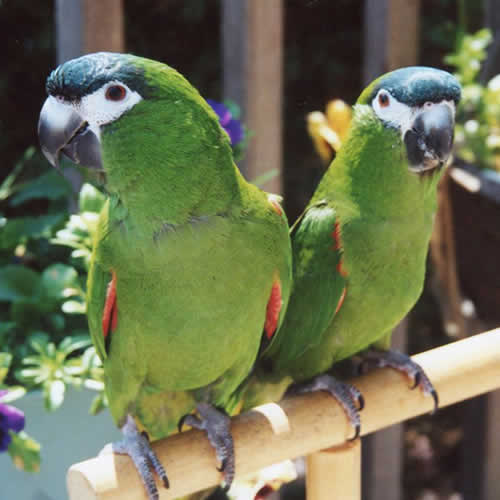 Pair Hahns Macaw Parrots