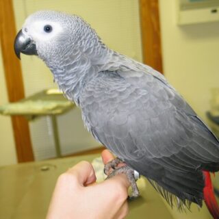 African Grey Congo Parrots