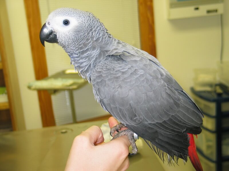 African Grey Congo Parrots