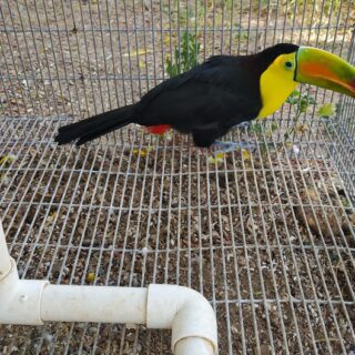 Keel Billed Toucan