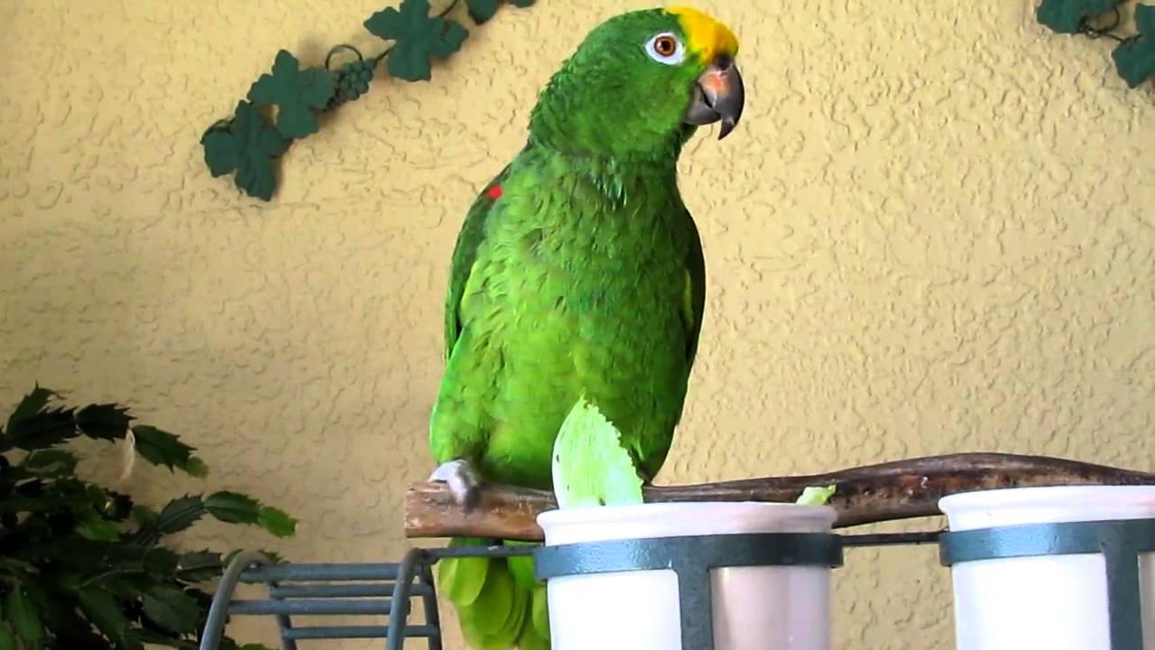 Pair Yellow Crowned Amazon Parrot