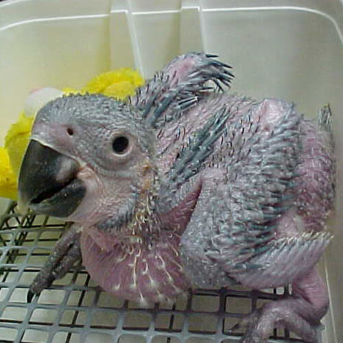 Hatch a Parrot Trial Pack