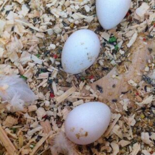Rainbow Lorikeet Parrots Egg